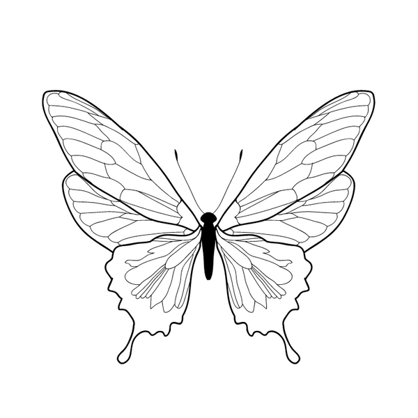 Black and white butterfly with intricate wing patterns, perched on a white background.