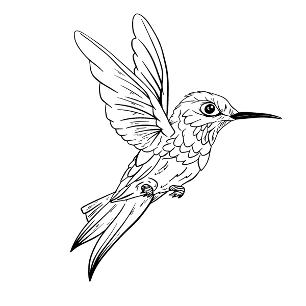Black and white Hummingbird, perched on a white background.